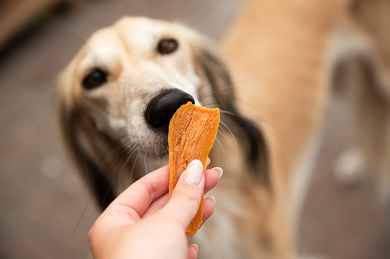 Hond eet gezonde plantaardige hondensnack