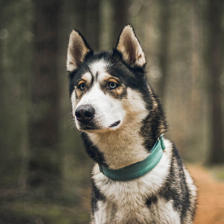 Prachtige hond draagt kurken halsband