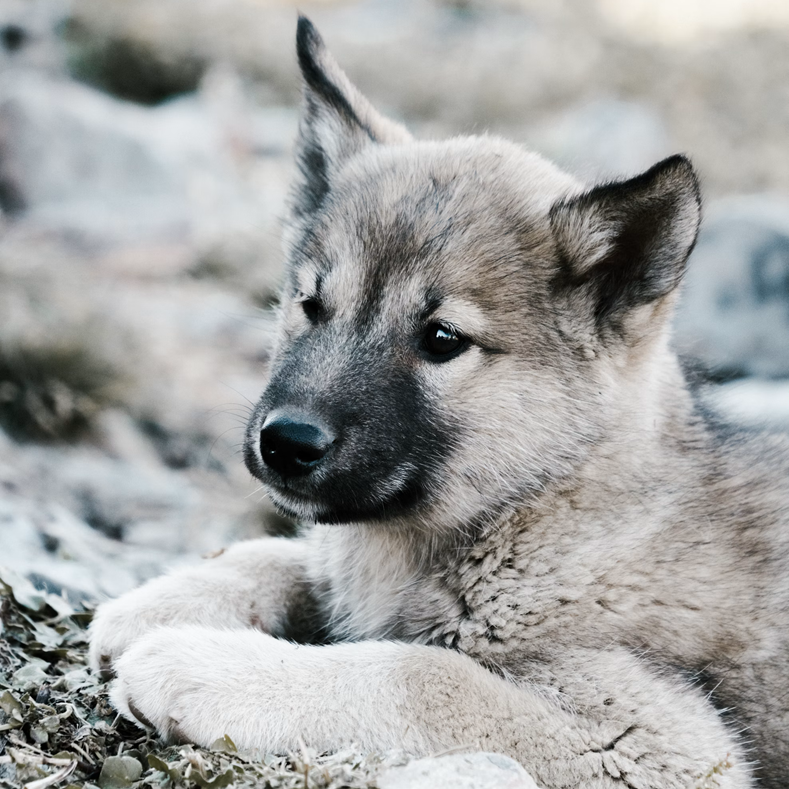 Jonge puppy wachtend op een gezonde puppy snack