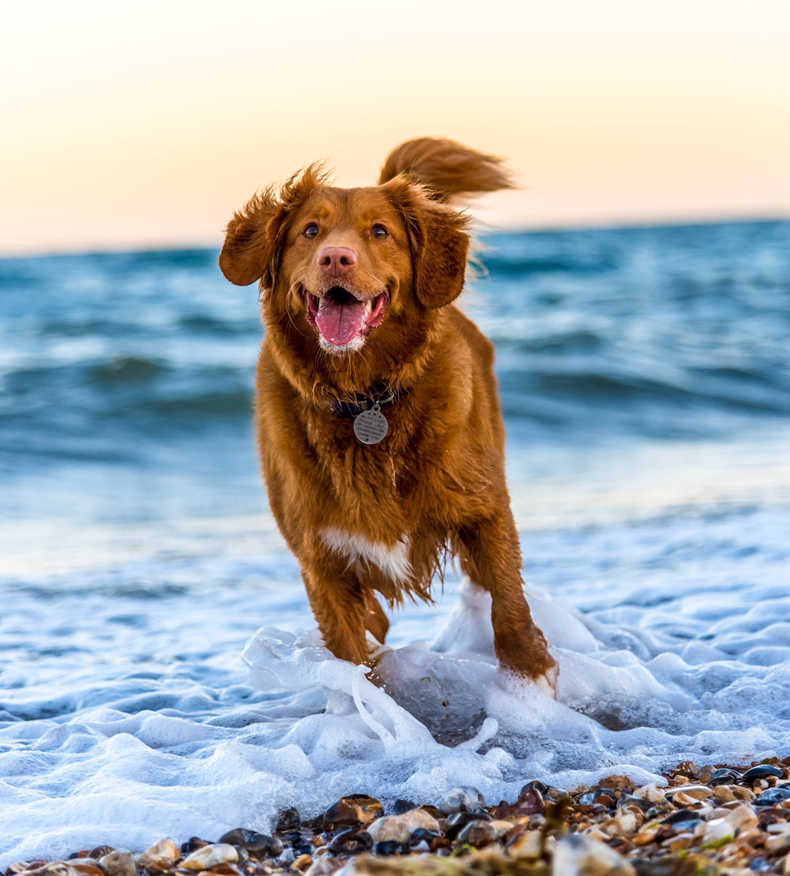 Met de hond op vakantie - handige tips en hondenbenodigdheden mee te nemen op reis