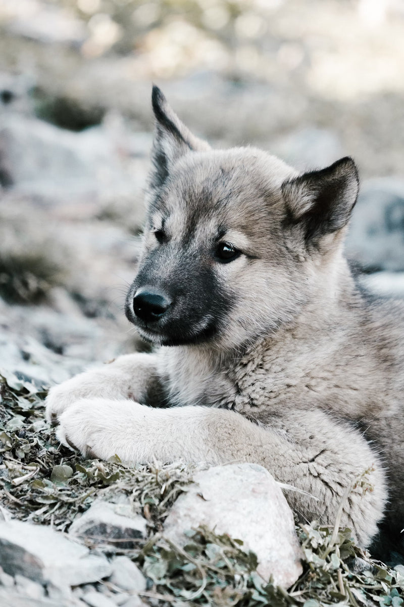 Geschikt voor pups