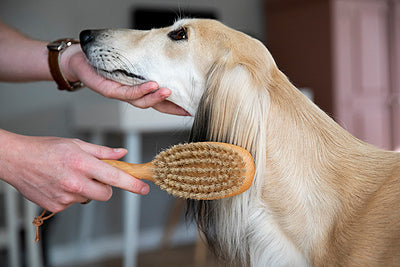 Vachtverzorging voor de hond