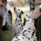 Woolly Wolf Sunshower Harness hondentuig
