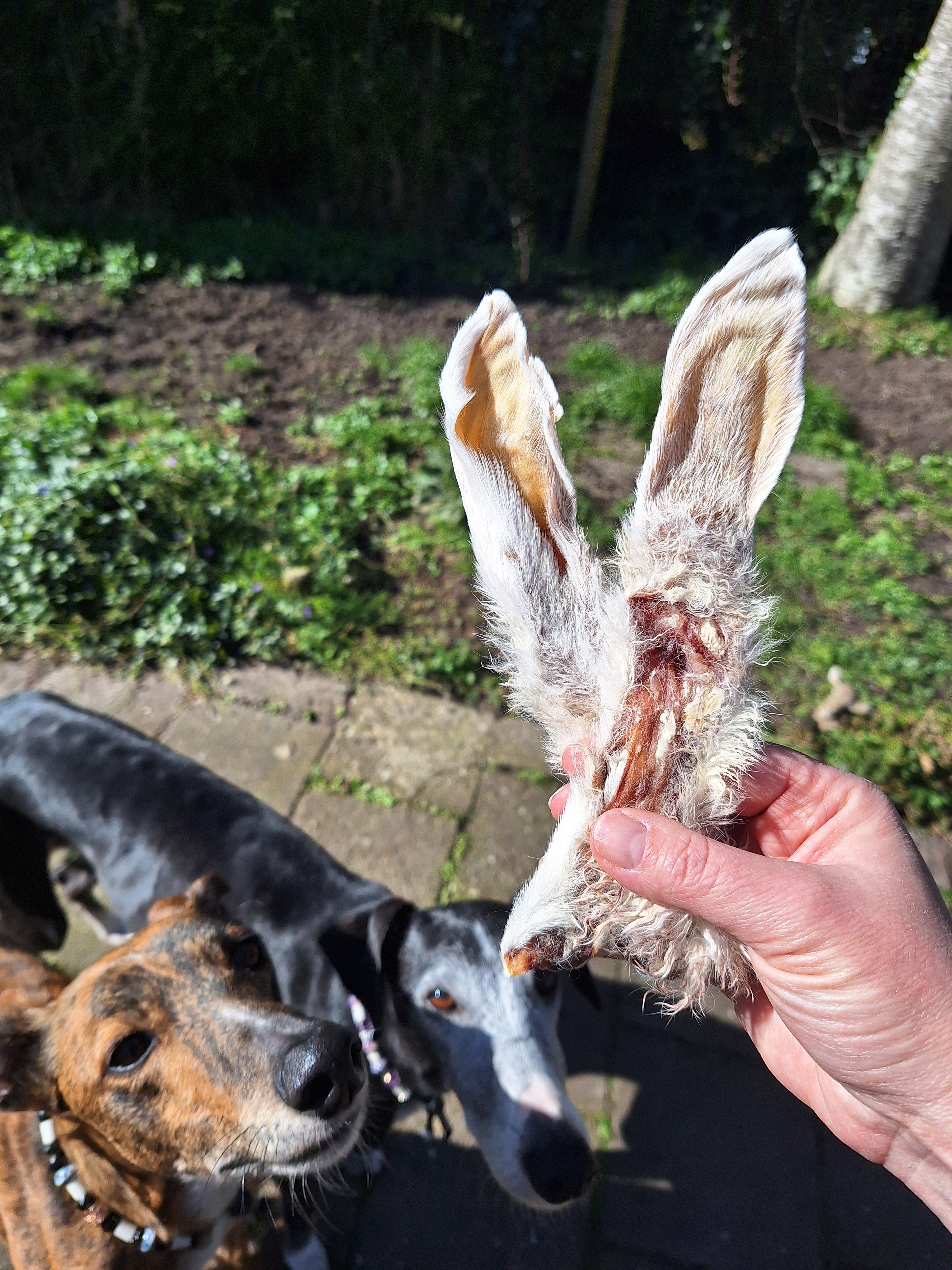 Konijnenoren met vacht gedroogd | 250gr