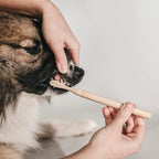 Tandenborstel bamboe hond met vervangbare opzetborstels ~ pre-order ~