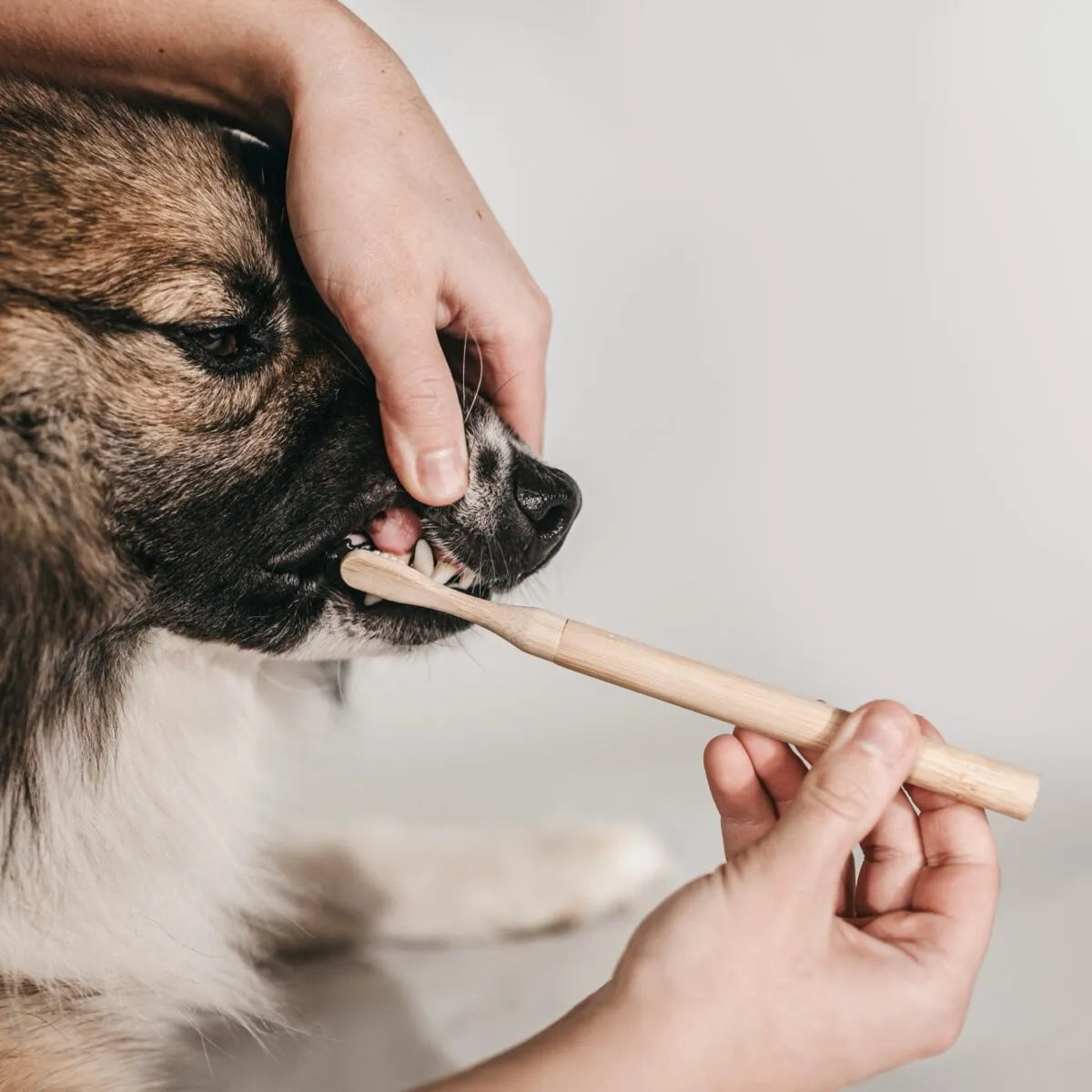 Tandenborstel bamboe hond met vervangbare opzetborstels ~ pre-order ~