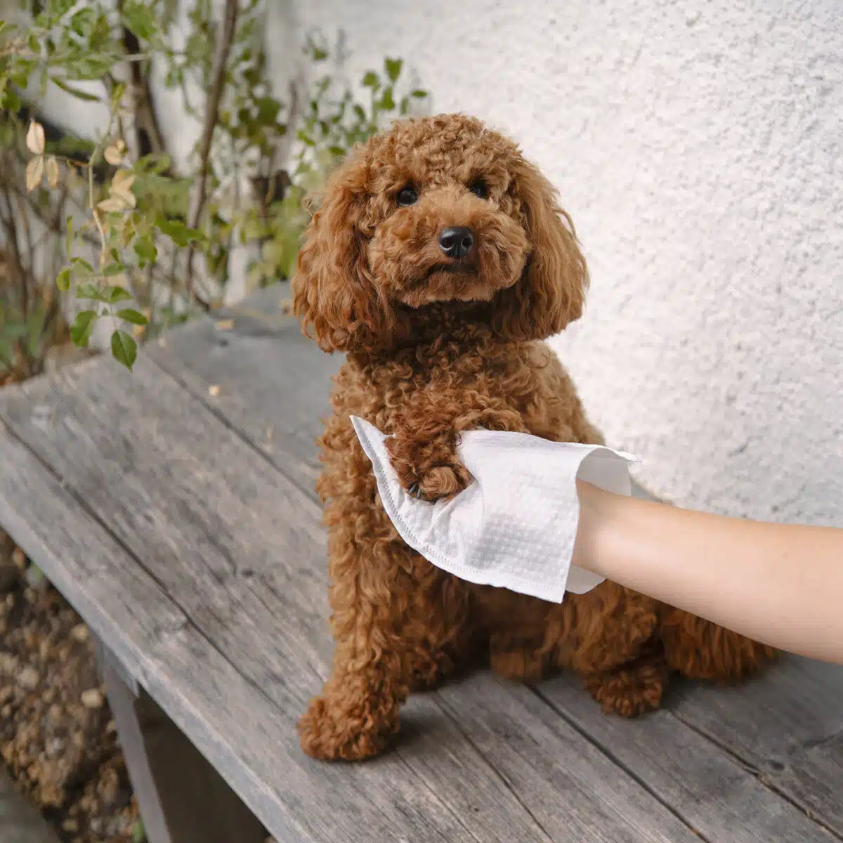 Lila Loves It Lavettes | Wegwerpbare washandjes