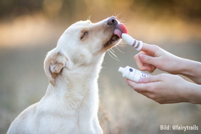 Liladent tandpasta voor honden ~ pre-order ~