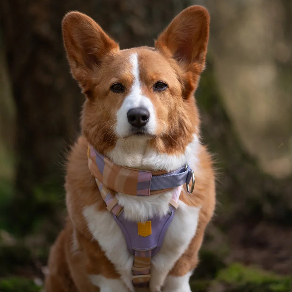 Woolly Wolf Sunshower Soft Martingale Collar halsband hond