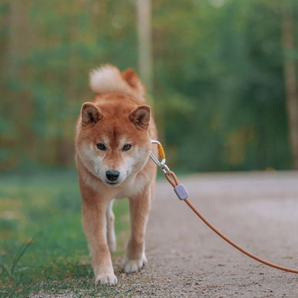 Woolly Wolf Rope Leash hondenriem touw