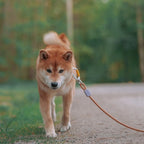 Woolly Wolf Rope Leash hondenriem touw