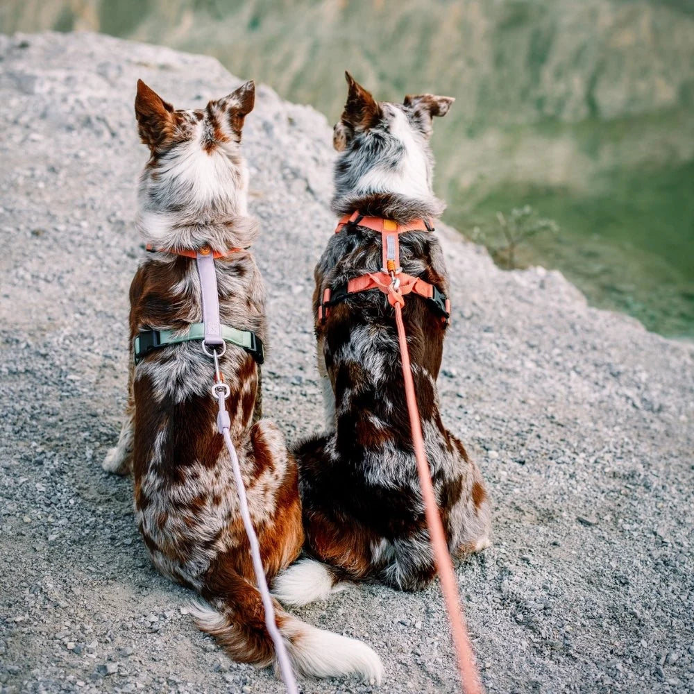Woolly Wolf Rope Leash hondenriem touw