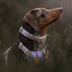 Woolly Wolf Sunshower Collar hondenhalsband met kliksluiting