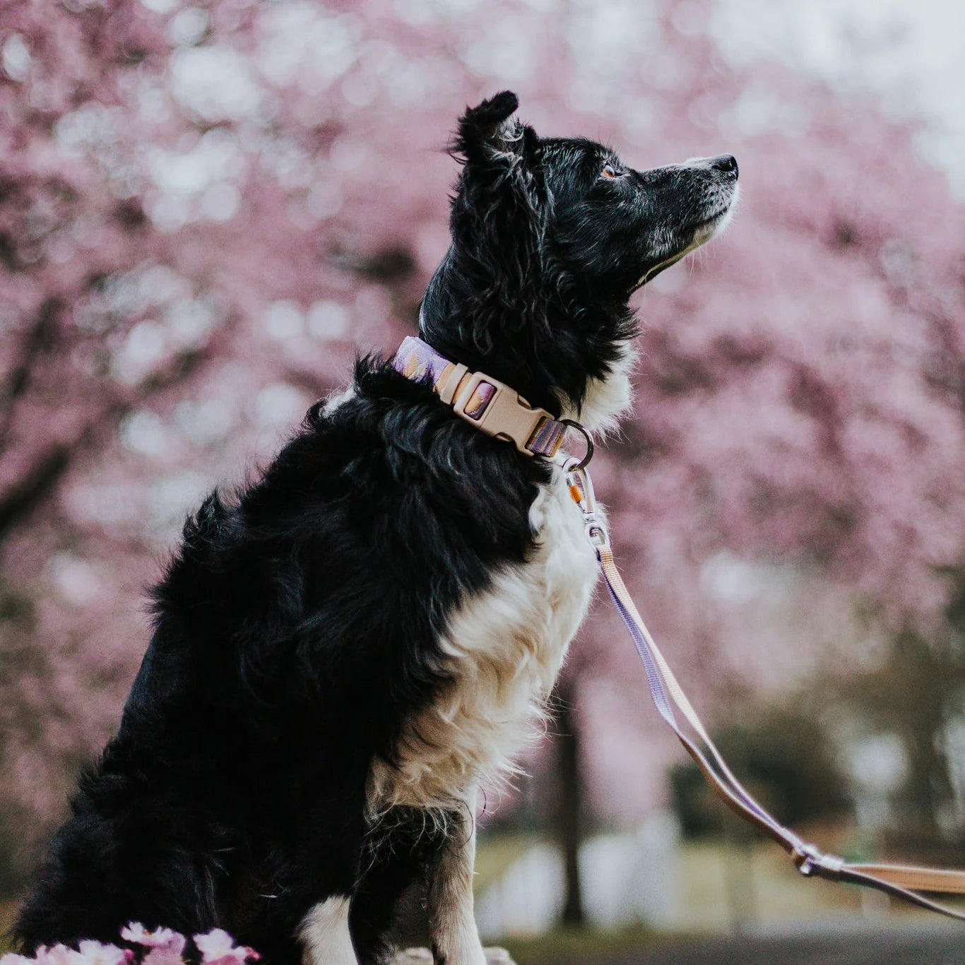 Woolly Wolf Sunshower Collar hondenhalsband met kliksluiting
